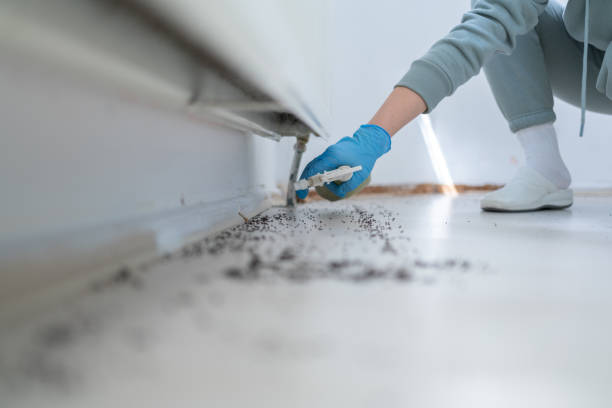 Reliable Level Park Oak Park, MI Pest Control Solutions